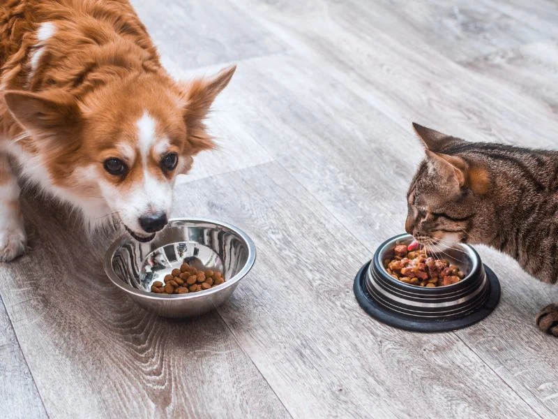 What Happens If Dogs Eat Cat Food Regularly? Long-Term Risks