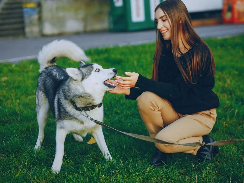 Can Dogs Eat Cat Treats?
