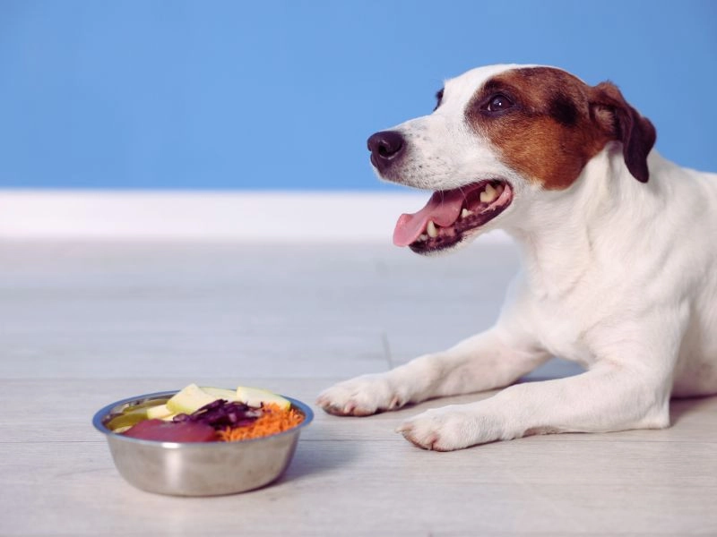 What Is Nutrition Strength Cognitive Support for Dogs?