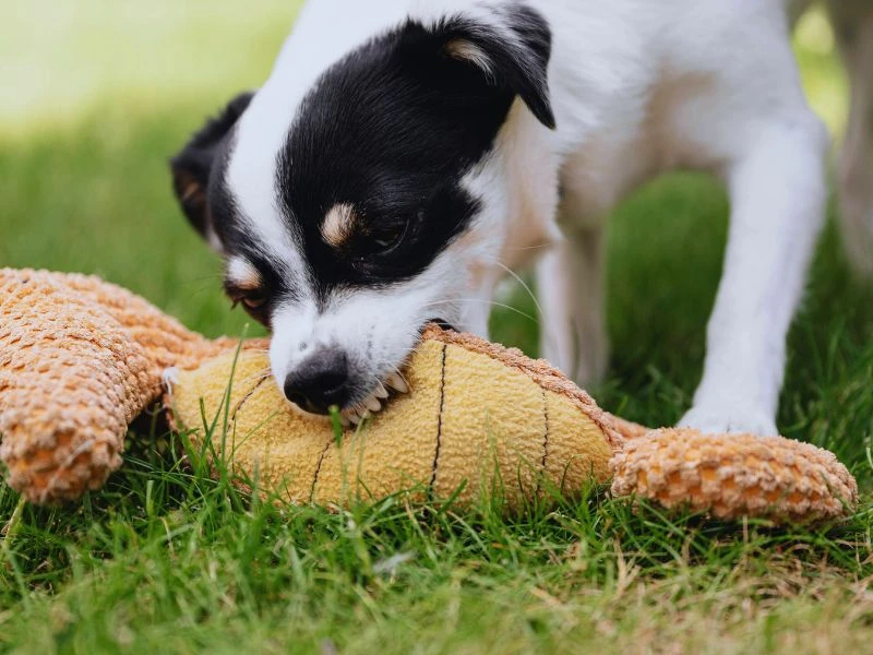 How Serious Is Your Bite? The Dunbar Bite Scale Explained