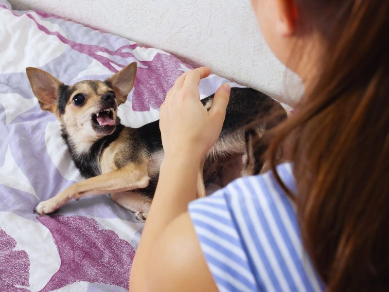 Signs of Infection to Watch For After a Dog Bite on the Finger