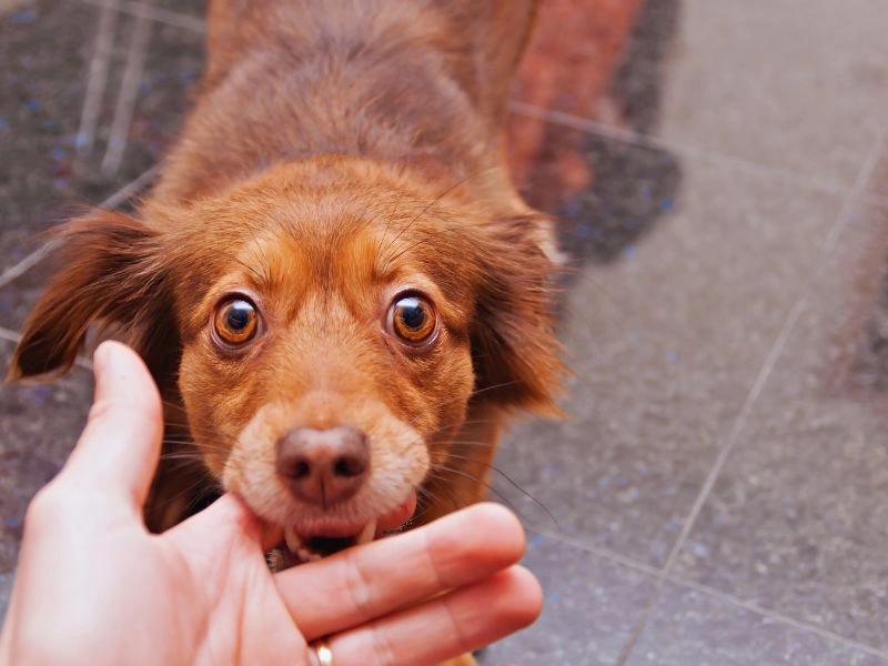 Potential Complications of an Untreated Dog Bite on the Finger