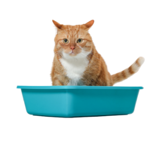 Cat Litter