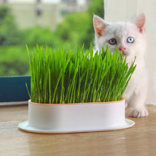 Portable Pet Cat Grass Kit with Aluminium Box Easy to Use