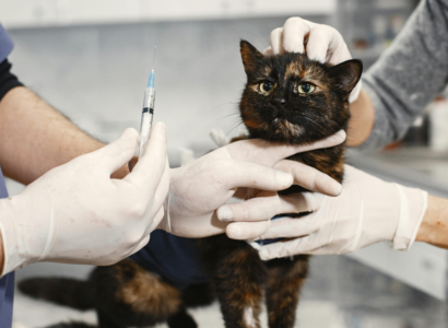 Cat Vaccinations