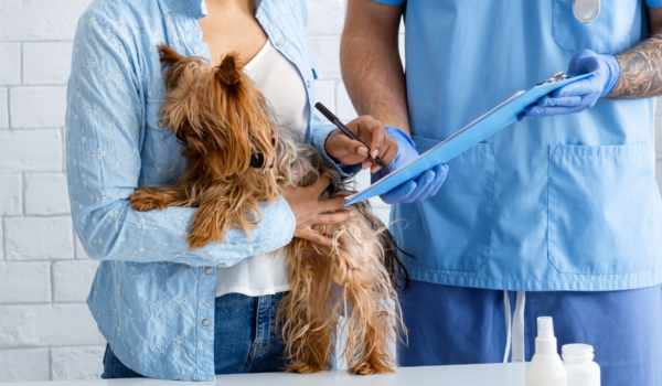 pet insurance for dogs