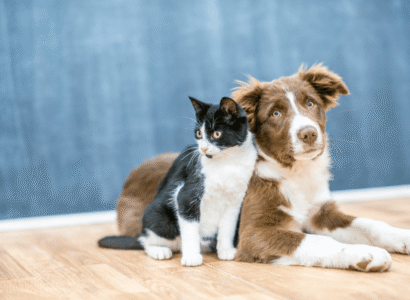 Best Pet Insurance