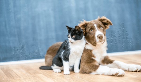 Best Pet Insurance