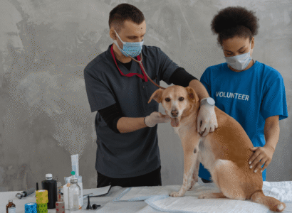 Pet Health Insurance