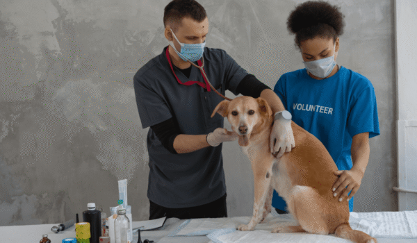 Pet Health Insurance