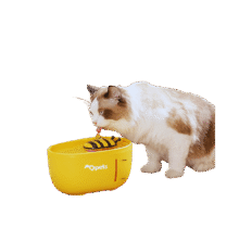 2L Little Bee Cat Drinking Fountain USB Price in Bangladesh