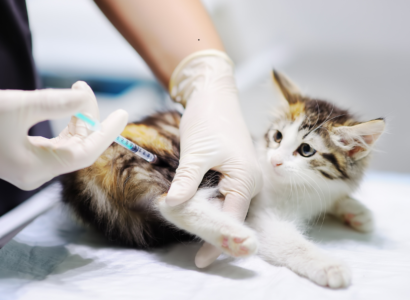 Cat Vaccine Price in Bangladesh