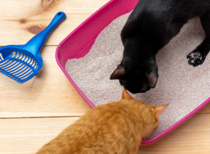 best cat litter in bangladesh