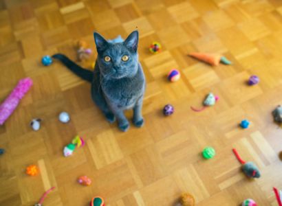 Cat Toys for Cats