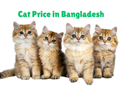 cat price in bangladesh