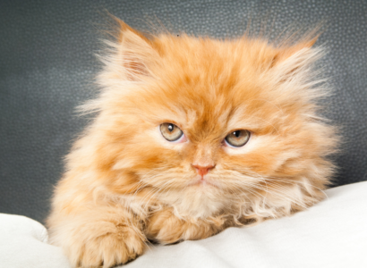 Persian Cat Price in BD