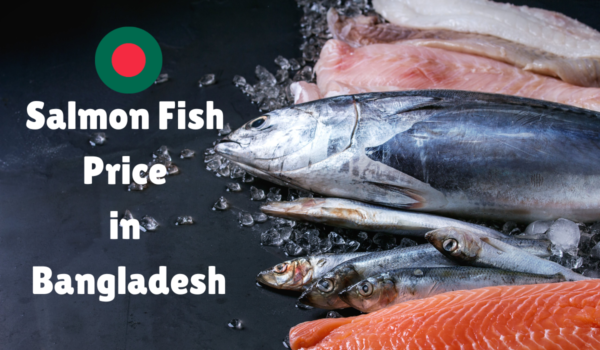 Salmon Fish Price in Bangladesh