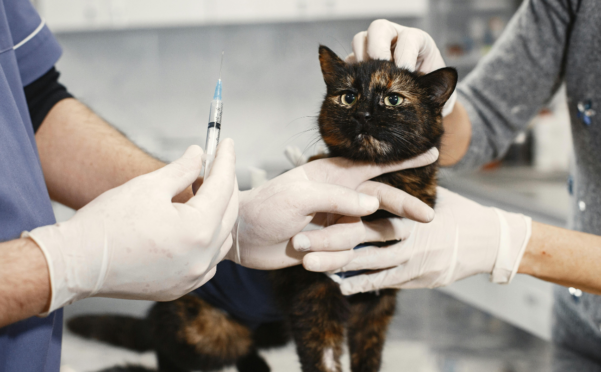 Cat Vaccinations
