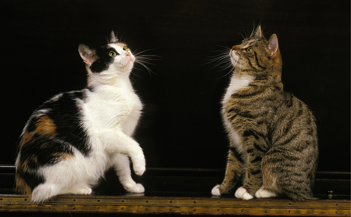 Does Pet Insurance Cover Preventive Care Without Waiting Periods?