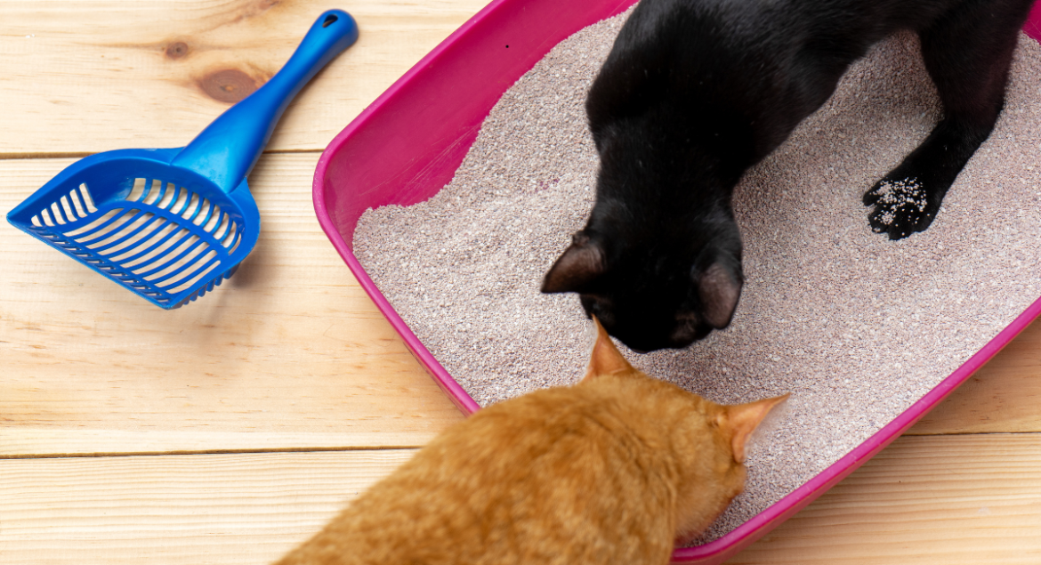 cat litter price in bd