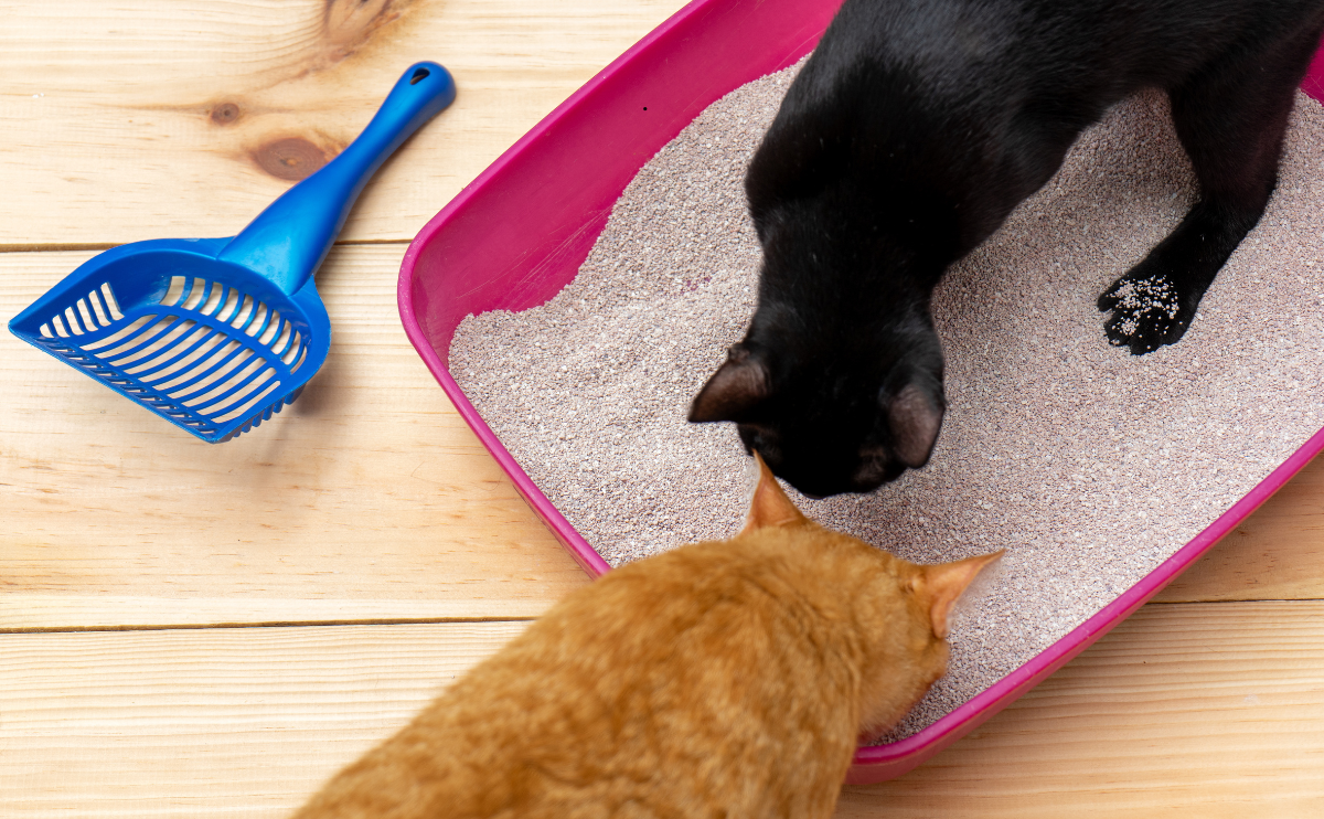 best cat litter in bangladesh