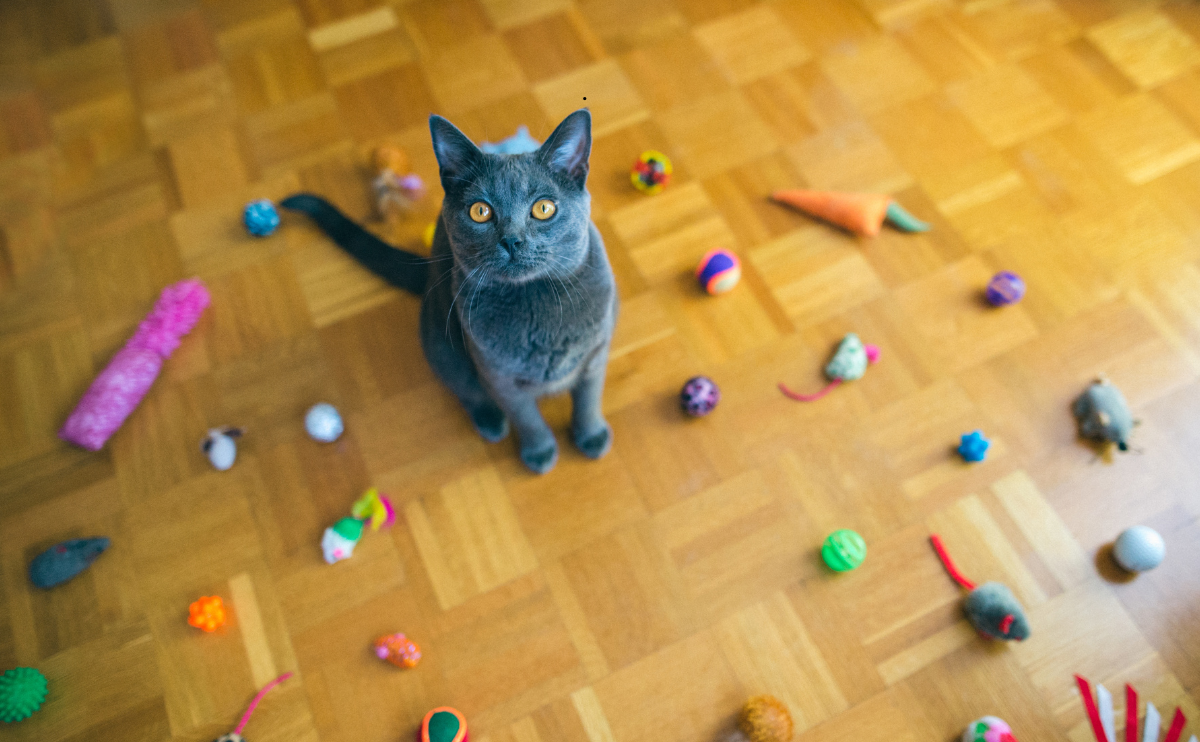 Cat Toys for Cats