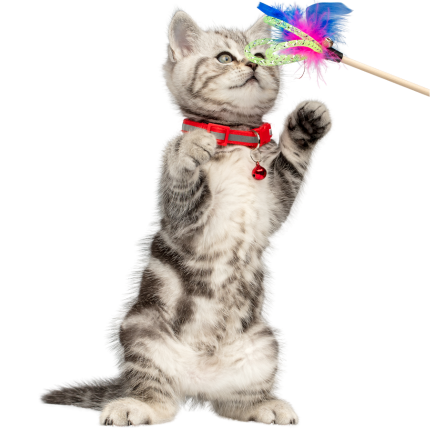 Interactive Cat Toys