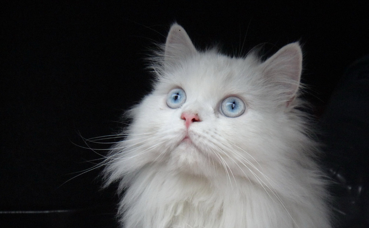 Persian Cat Price in BD