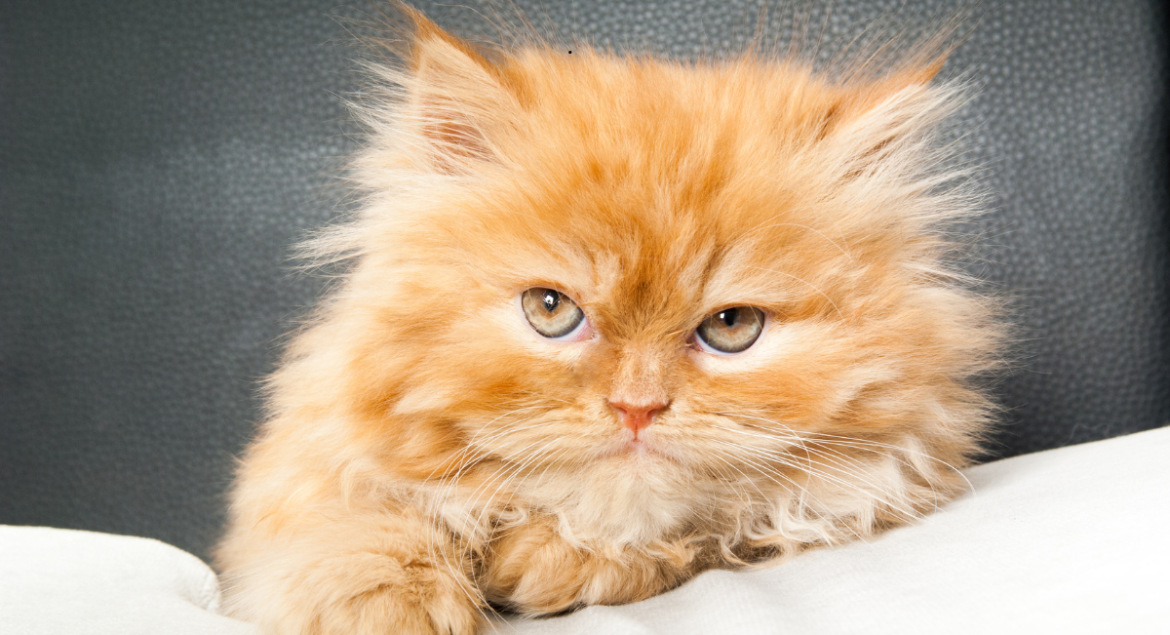 Persian Cat Price in BD