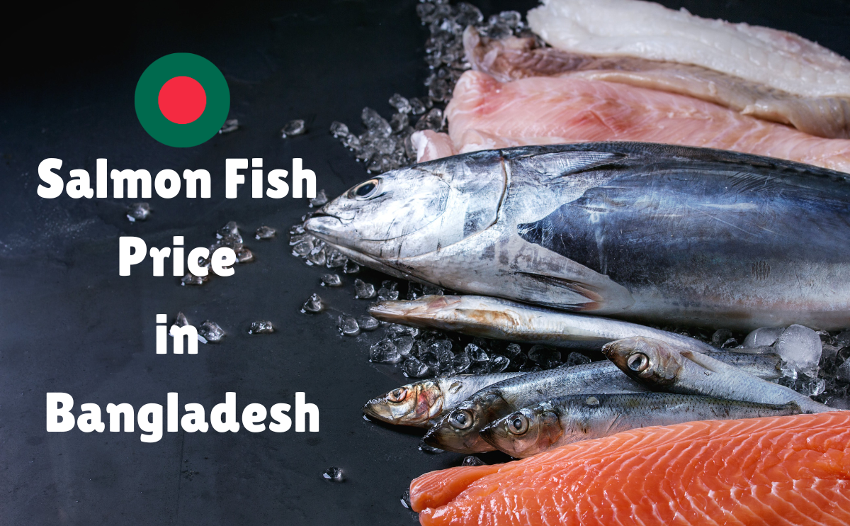 Salmon Fish Price in Bangladesh