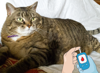 Diabetes in Cats