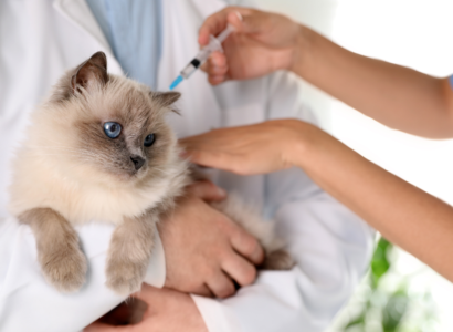 Understanding Vaccinations for Cats