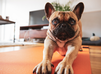 What is Puppy Yoga?