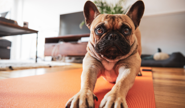 What is Puppy Yoga?
