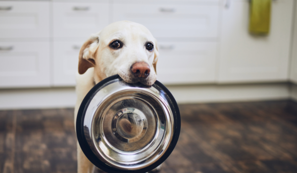 Dog Food for Sensitive Stomachs