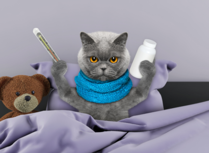 What are the most Common Illnesses in Cats?