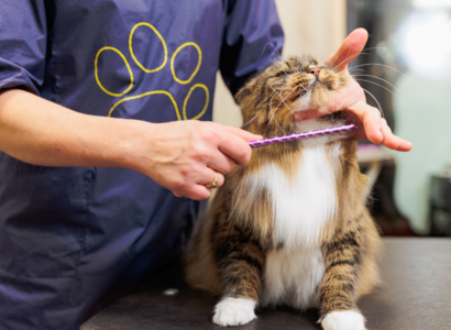 Natural Flea and Tick Treatment for Cats