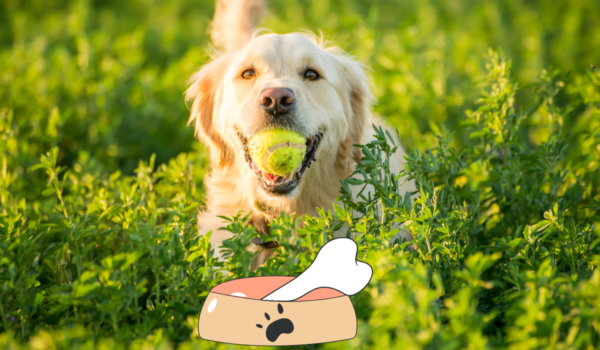 Best Dog Food for Weight Loss