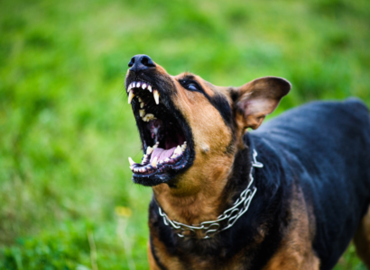 Organic Calming Treats for Anxious Dogs