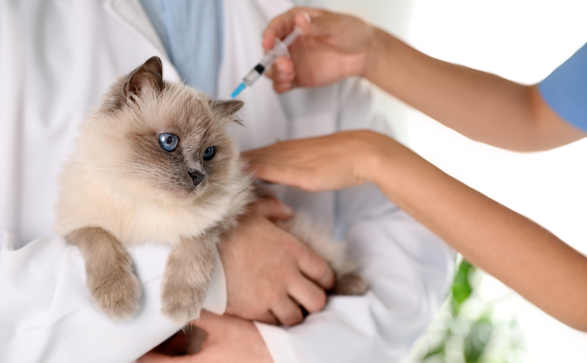 Understanding Vaccinations for Cats