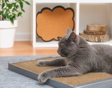 Scratching Post