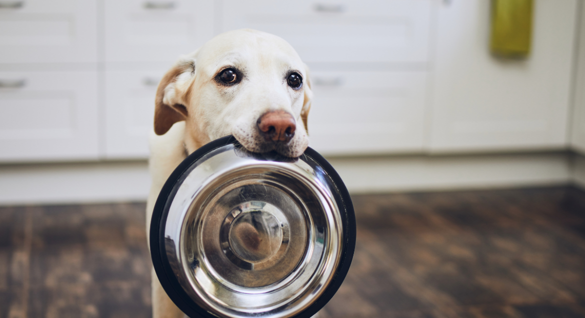 Dog Food for Sensitive Stomachs