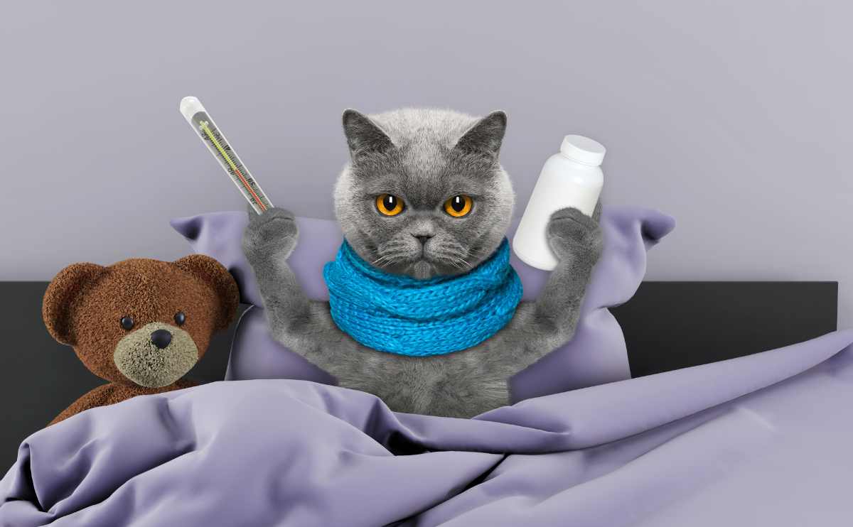 What are the most Common Illnesses in Cats?