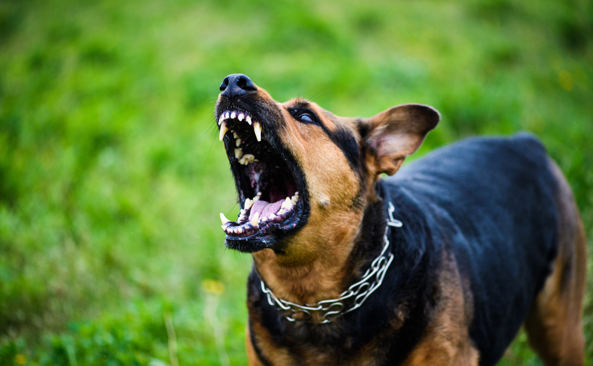 Organic Calming Treats for Anxious Dogs