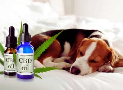CBD Oil for Dogs