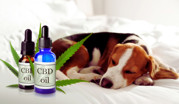 CBD Oil for Dogs