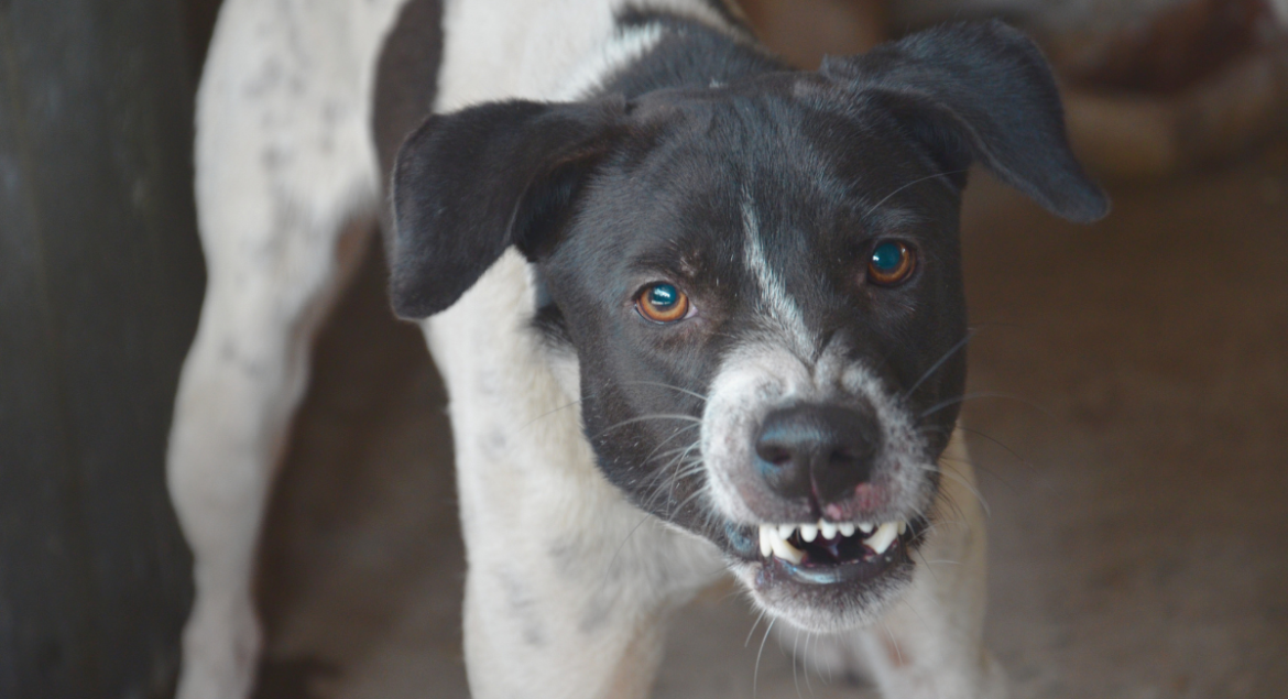 Aggression in Dogs