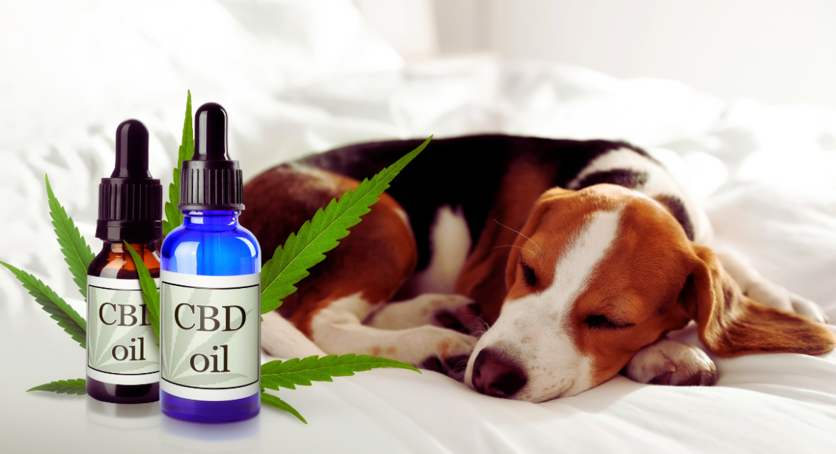 CBD Oil for Dogs