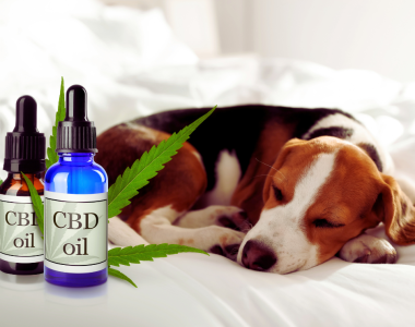 CBD Oil for Dogs