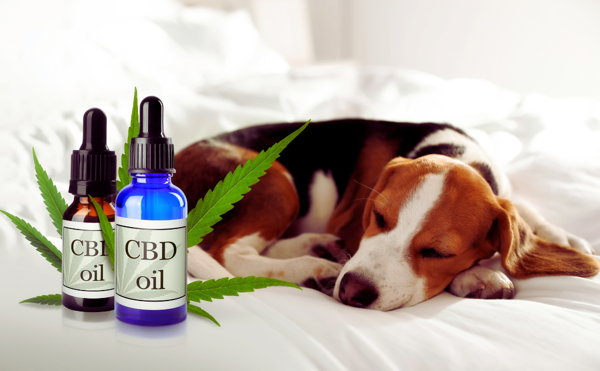 CBD Oil for Dogs